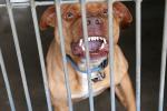 Chó Pitbull cắn chết người ở Long An: Có nên cấm tuyệt đối nuôi chó dữ?-3