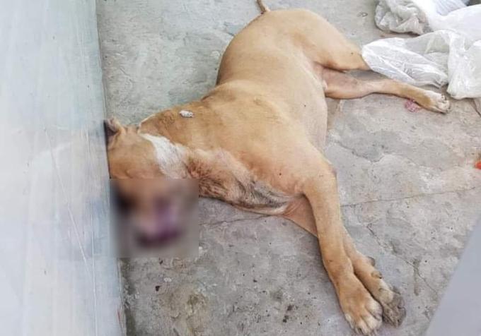 Chó Pitbull ở Long An bị người dân đập chết sau khi cắn tử vong 1 thanh niên-1