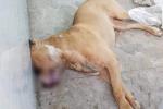 Chó Pitbull ở Long An bị người dân đập chết sau khi cắn tử vong 1 thanh niên