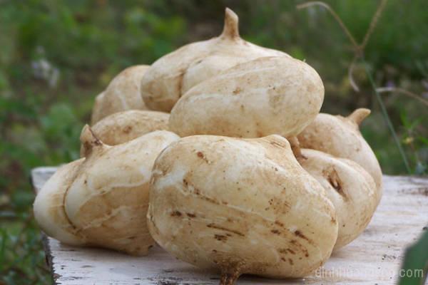 Các loại quả Bắc gọi một đằng, Nam thưa một nẻo, ai không sành chẳng mấy lú lẫn-9