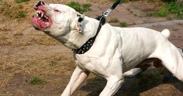 Chó Pitbull cắn chết người ở Long An: Có nên cấm tuyệt đối nuôi chó dữ?-1