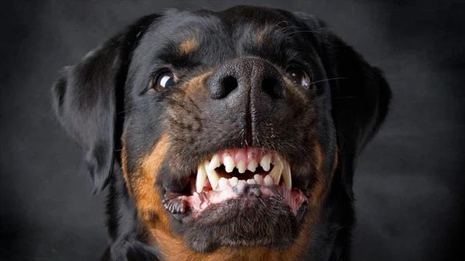 Chó Pitbull cắn chết người ở Long An: Có nên cấm tuyệt đối nuôi chó dữ?-2