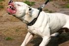 Chó Pitbull cắn chết người ở Long An: Có nên cấm tuyệt đối nuôi chó dữ?