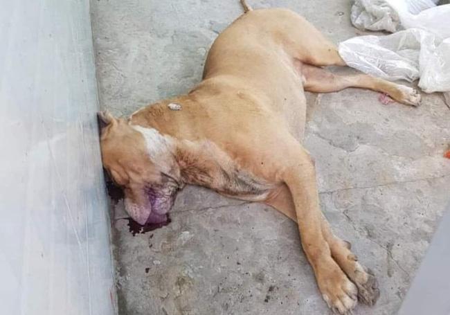 Vụ chó pitbull cắn chết người: Chủ chó có sở thích nuôi động vật lạ, đêm xảy ra vụ việc có 2 con pitbull-3