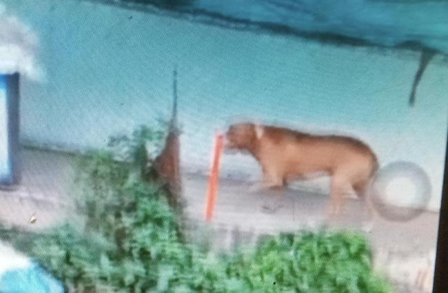 Vụ chó pitbull cắn chết người: Chủ chó có sở thích nuôi động vật lạ, đêm xảy ra vụ việc có 2 con pitbull-2