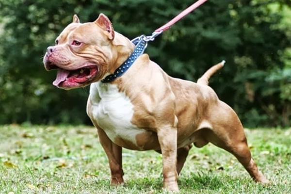 Kinh hoàng chó dại cắn liên tiếp 6 người ở Lạng Sơn-4