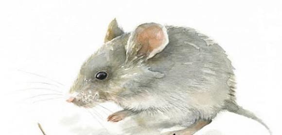 Bước sang tháng 6 dương lịch, top 3 con giáp nghèo khổ hóa giàu sang-3