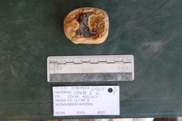 Hải cẩu trèo lên ván để tắm nắng ở Anh-1