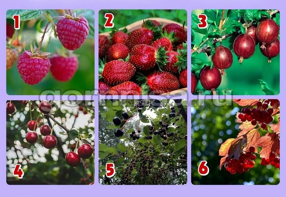 Loại quả mọng yêu thích bật mí tài năng thiên bẩm của bạn-1