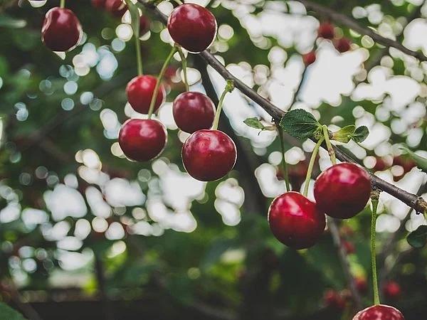 Loại quả mọng yêu thích bật mí tài năng thiên bẩm của bạn-5