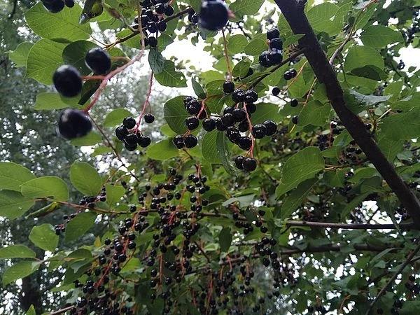 Loại quả mọng yêu thích bật mí tài năng thiên bẩm của bạn-6