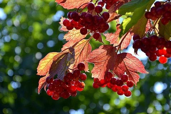 Loại quả mọng yêu thích bật mí tài năng thiên bẩm của bạn-7