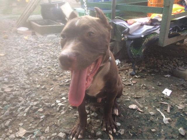 Chó Pitbull cắn chết người ở Long An: Vẫn chưa tìm ra danh tính nạn nhân-3