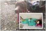 Chó Pitbull cắn chết người ở Long An: Vẫn chưa tìm ra danh tính nạn nhân