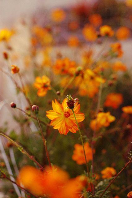 12 cung hoàng đạo thứ Tư ngày 26/5/2021: Bọ Cạp nỗ lực chứng minh thực lực-3