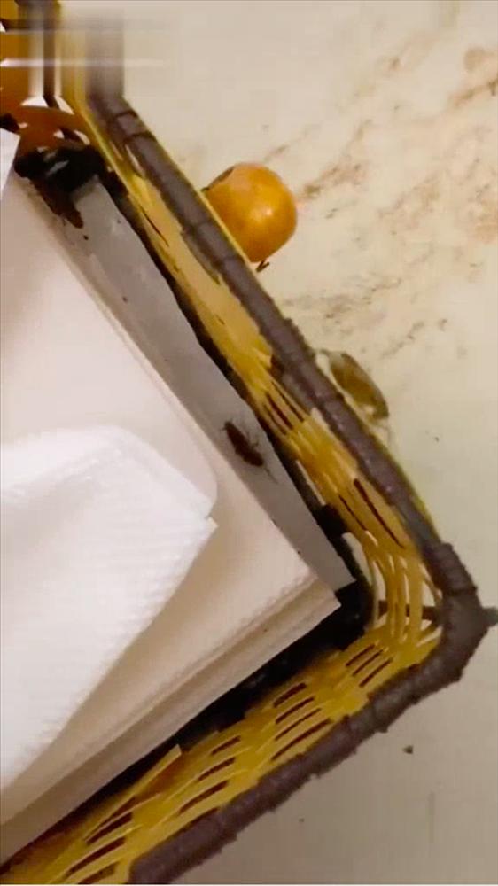 Gặp cả đàn gián bò trong hộp khăn giấy, Food Blogger thắc mắc thì được phán câu xanh rờn-5