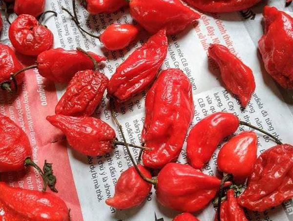 Ớt rớt giá rẻ như cho, riêng loại này vẫn có giá cao ngất, thương lái ráo riết tìm mua-2