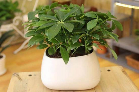 Nhà giàu hay trồng những cây này trước nhà để làm ăn phát đạt, thăng quan tiến chức