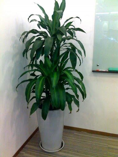 Nhà giàu hay trồng những cây này trước nhà để làm ăn phát đạt, thăng quan tiến chức-3