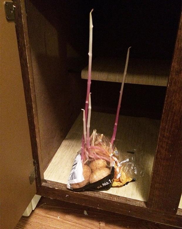 Bỏ quên bắp ngô trong nồi áp suất, chủ thớt hết hồn ngày mở ra-7