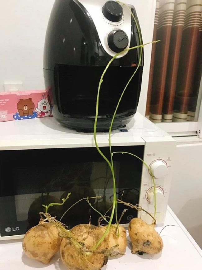 Bỏ quên bắp ngô trong nồi áp suất, chủ thớt hết hồn ngày mở ra-9