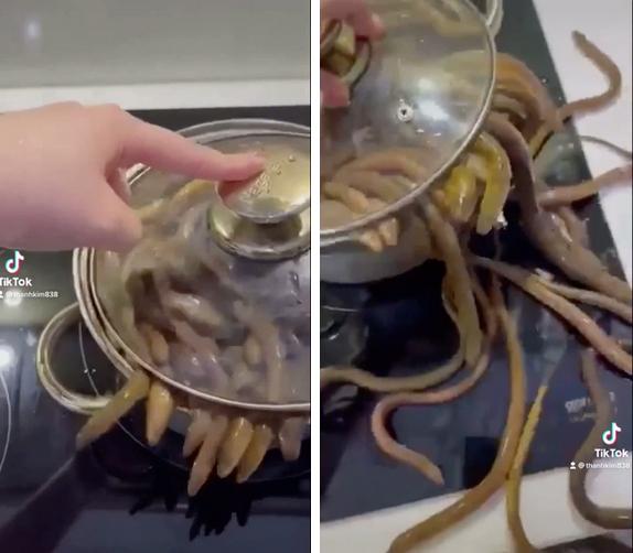 Mua lươn về nấu, cô gái tạo nên thảm họa ai nhìn cũng rùng mình-1