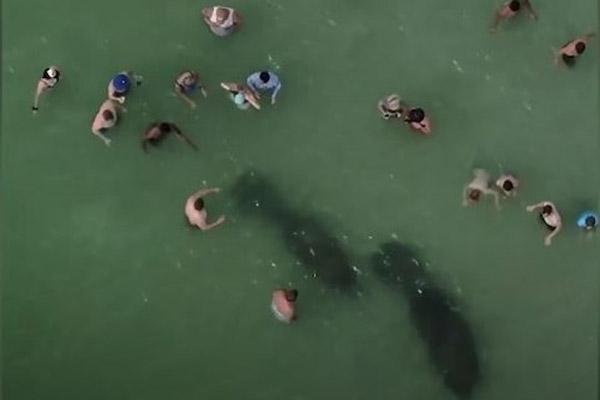 Du khách chết khiếp vì bị hà mã truy đuổi trên sông-1