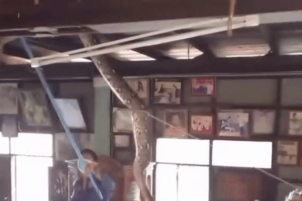 2 người đàn ông chật vật bắt trăn khủng trên cây xanh ven đường-3