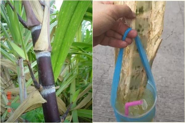 Câm nín món khô mộc thần công, xương sườn chưởng mùa dịch-8