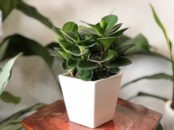 Người mệnh Kim nếu có 1 trong 3 đồ vật này chắc chắn phát tài-2