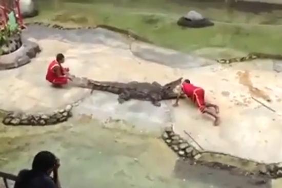 Rùng mình cảnh tượng cá sấu lao vào ngoạm đầu huấn luyện viên xiếc