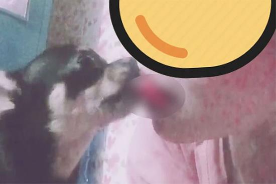 Hot Tiktok 'đá lưỡi' hôn chó, dân mạng giật mình vì... muốn ói