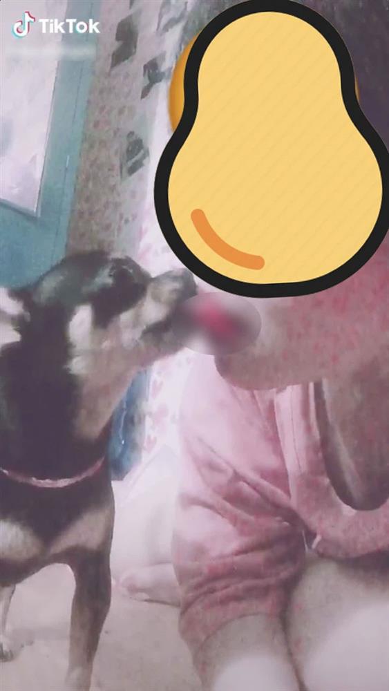 Hot Tiktok đá lưỡi hôn chó, dân mạng giật mình vì... muốn ói-1