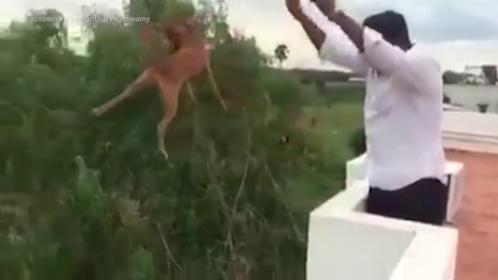 Hot Tiktok đá lưỡi hôn chó, dân mạng giật mình vì... muốn ói-4