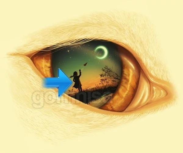 Hình ảnh nhìn thấy đầu tiên tiết lộ phẩm chất bạn cần phát huy-2