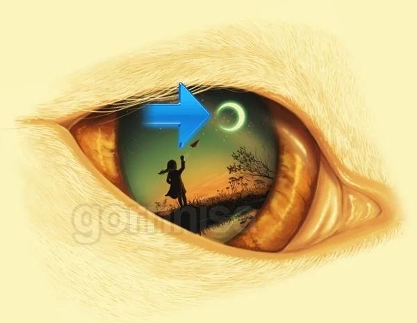 Hình ảnh nhìn thấy đầu tiên tiết lộ phẩm chất bạn cần phát huy-3