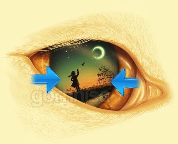 Hình ảnh nhìn thấy đầu tiên tiết lộ phẩm chất bạn cần phát huy-4