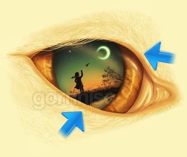 Hình ảnh nhìn thấy đầu tiên tiết lộ phẩm chất bạn cần phát huy-5