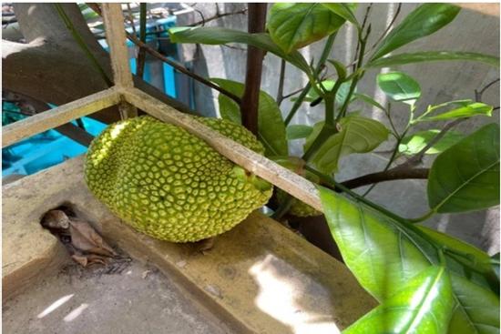 Quả mít mọc 'chui rúc' khiến gia chủ đau đầu nghĩ cách thu hoạch