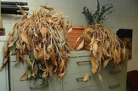 Trong nhà có 3 thứ này cẩn trọng đau ốm, thất thoát tiền bạc, vợ chồng sớm muộn sẽ ly tán-1