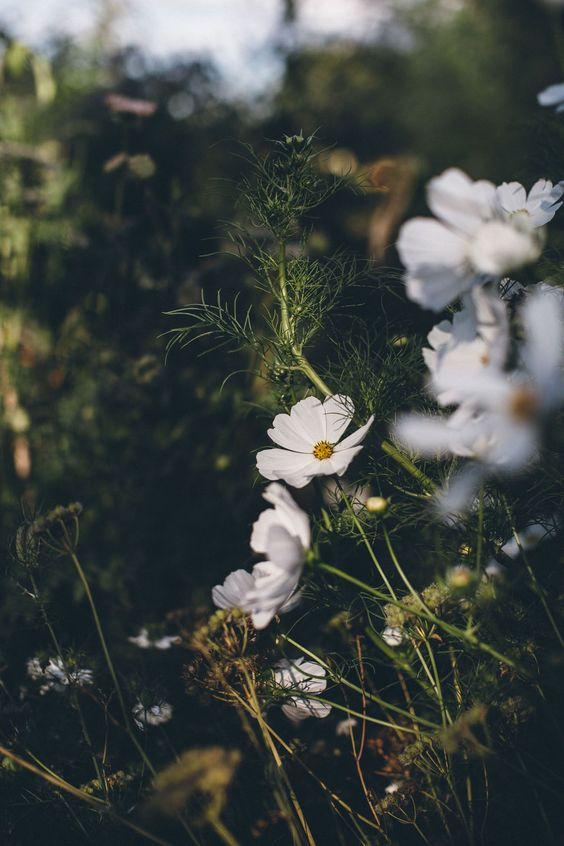 Tử vi 12 cung hoàng đạo thứ Tư ngày 2/6/2021: Song Tử cần thận trọng tiền bạc-1