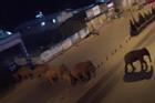 Đàn voi hoang dã đi lạc vào thị trấn ở Trung Quốc