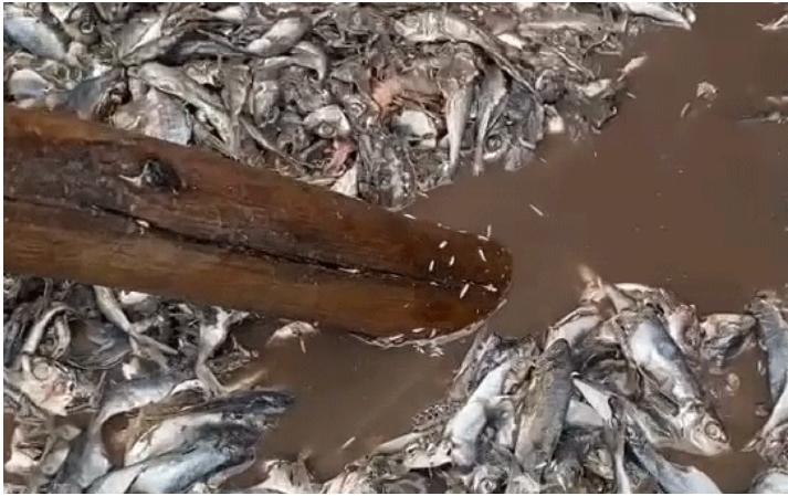 Kinh hãi cảnh tượng giòi bò lúc nhúc trong thùng cá khiến ai cũng sởn da gà-1