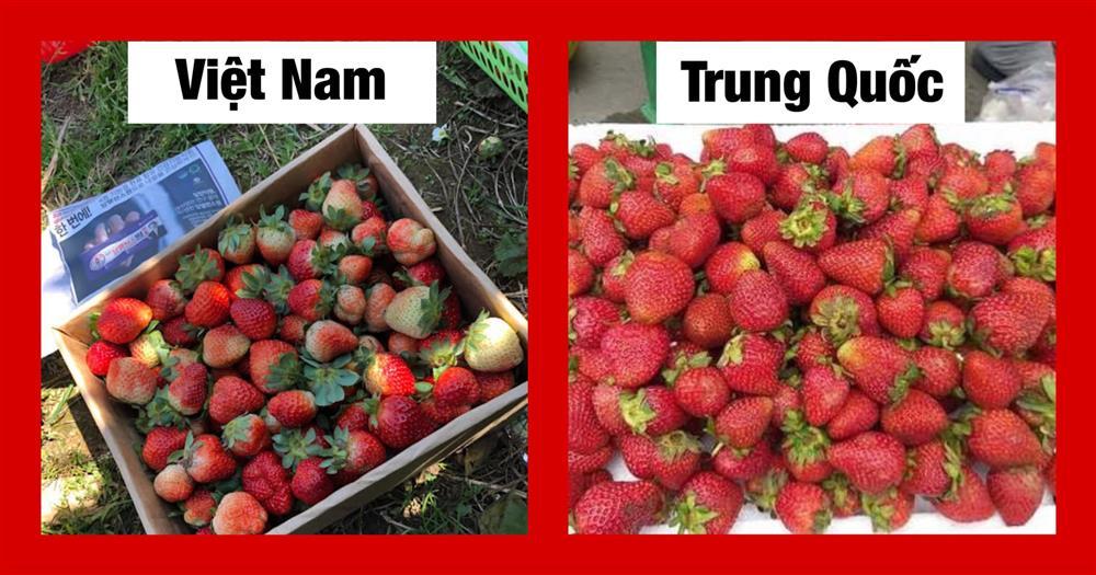 Chỉ cần dùng mắt thường nhìn ra ngay quả Trung Quốc đội lốt, chị em thông thái xem ngay-3