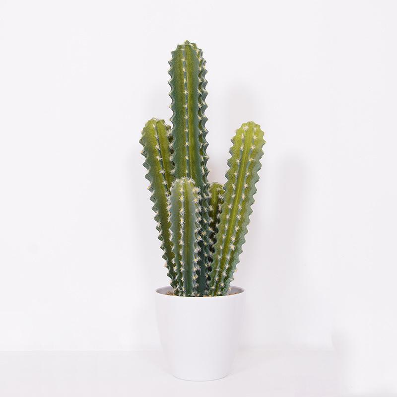 Mang những cây này về nhà trồng bảo sao làm ăn thất bát, tâm lý luôn bất an, muộn phiền-1