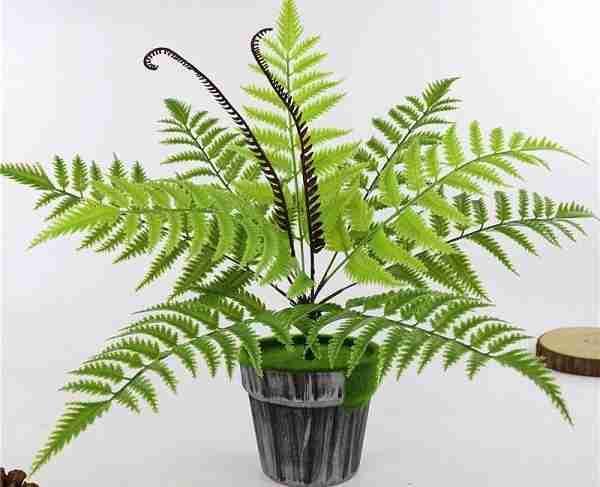 Mang những cây này về nhà trồng bảo sao làm ăn thất bát, tâm lý luôn bất an, muộn phiền-3