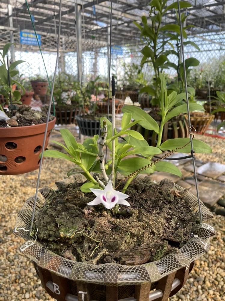 Chủ vườn lan Tam Đảo bật mí cách trồng lan cực chất cho người mới bắt đầu-4