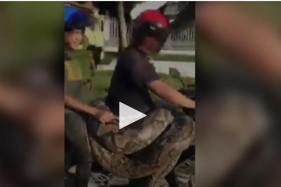 Người đàn ông vô tư cười đùa, chở trăn nặng 200kg trên xe máy