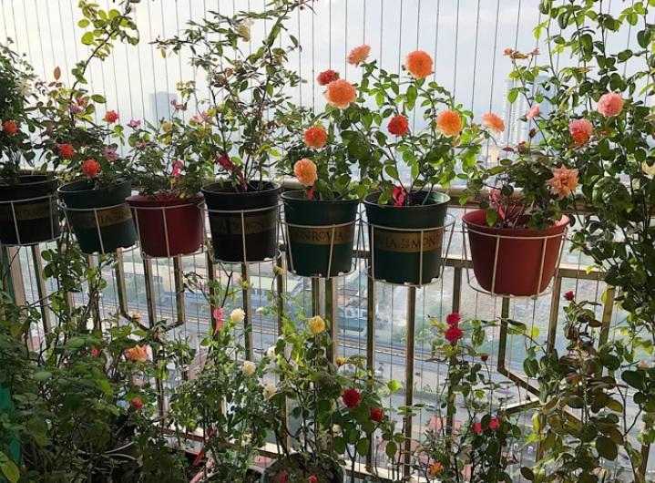 Trồng cây trước nhà lỗi thời, đây mới là vị trí lộc khí nhà giàu nào cũng có-1