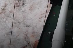 Tàu phá băng của Nga giải cứu chú chó mắc kẹt